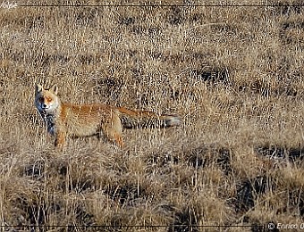 Animali 025